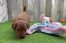 Adorable Golden Retriever Poodle Mix Poodle Mix Puppy