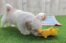 Shih Poo Pup Being Cute