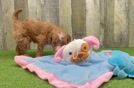 Petite Mini Goldendoodle Poodle Mix Pup