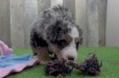 Friendly Mini Bernedoodle Baby