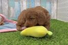 Mini Goldendoodle Puppy for Adoption