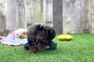 Cavapoo Pup Being Cute