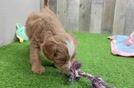 Adorable Mini Berniedoodle Poodle Mix Puppy