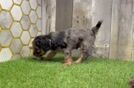 Cavapoo Puppy for Adoption