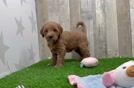 Mini Goldendoodle Puppy for Adoption