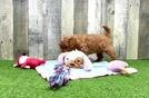 Mini Goldendoodle Pup Being Cute