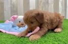Meet Montego - our Mini Goldendoodle Puppy Video