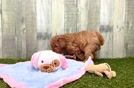 Adorable Cavalier King Charles Spaniel and Poodle Mix Poodle Mix Puppy