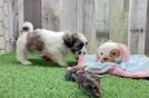 Meet Abbott - our Teddy Bear Puppy Video