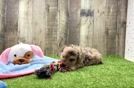 Havapoo Puppy for Adoption