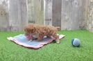 Sweet Maltipoo Baby