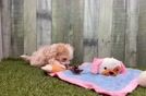 Little Malt a Poo Poodle Mix Puppy