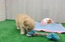 Adorable Maltidoodle Poodle Mix Puppy