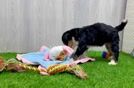 Little Mini Bernese Poodle Poodle Mix Puppy