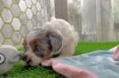 Sweet Shih Poo Baby