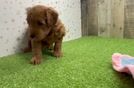 Best Mini Goldendoodle Baby
