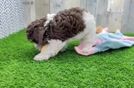 Popular Cockapoo Poodle Mix Pup