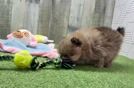 Pomeranian Pup Being Cute