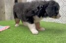 Small Mini Bernedoodle Baby