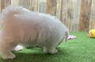 Hypoallergenic Maltese Purebred Pup