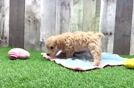 Hypoallergenic Maltese Poodle Poodle Mix Puppy