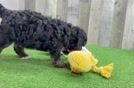 Adorable Bernadoodle Poodle Mix Puppy