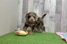 Popular Cockapoo Poodle Mix Pup