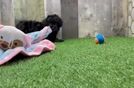 Friendly Poodle Purebred Pup