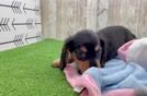 Best Dachshund Baby