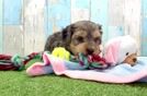 Yorkie Poo Pup Being Cute