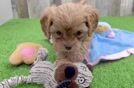 Cavapoo Pup Being Cute