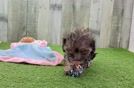 Smart Yorkie Poo Poodle Mix Pup