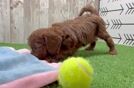 Cavapoo Puppy for Adoption