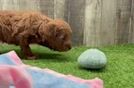 Happy Mini Goldendoodle Baby