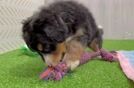 Energetic Mini Bernesepoo Poodle Mix Puppy