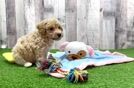 Poochon Puppy for Adoption
