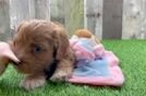 Cute Cavapoo Baby