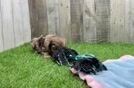 Petite Yorkie Poo Poodle Mix Pup