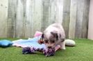 Meet Bali - our Aussiechon Puppy Video