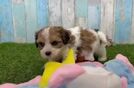 Playful Cavalier Bichon Designer Puppy