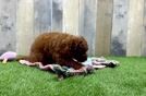 Cavapoo Puppy for Adoption