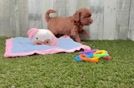 Meet Tabasco - our Cavapoo Puppy Video