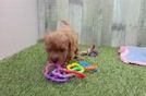 Little Cavipoo Poodle Mix Puppy