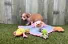 Energetic Aussiepoo Poodle Mix Puppy