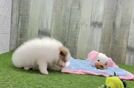 Smart Swergspitz Purebred Puppy