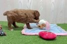 Meet Gabi - our Mini Goldendoodle Puppy Video