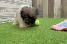 Funny Havanese Baby