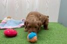Funny Mini Goldendoodle Poodle Mix Pup