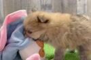 Pomeranian Puppy for Adoption