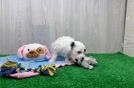 Meet Kashmere - our Maltipoo Puppy Video